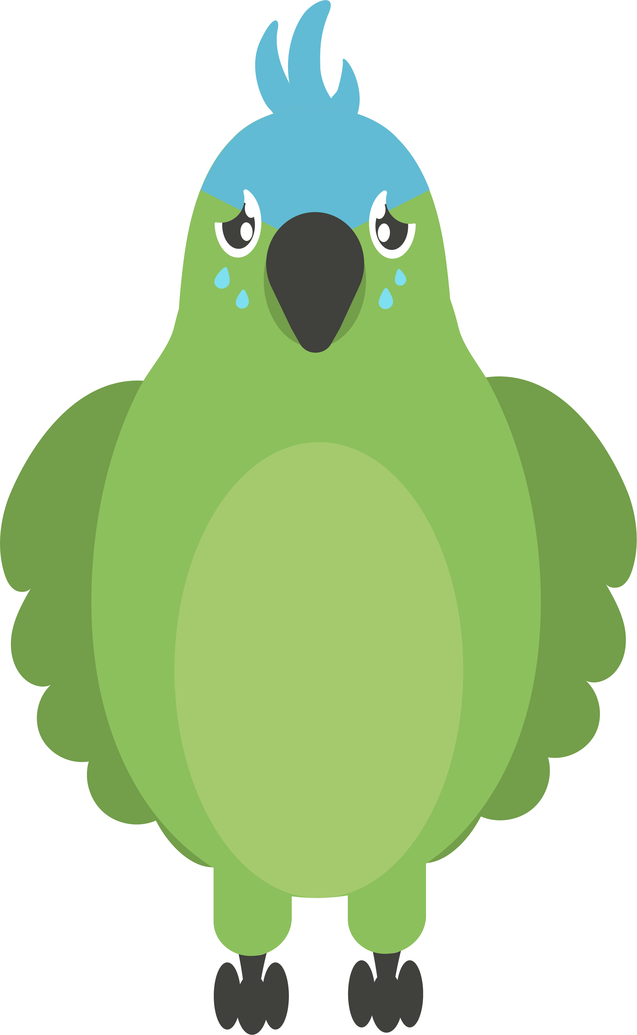 Illustration d'un perroquet de type amazone à front bleu qui montre le bas de la page